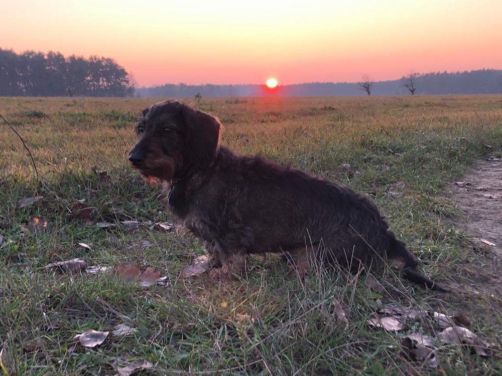 Hundetreffen-Gassirunde in Werder und Umgebung-Profilbild