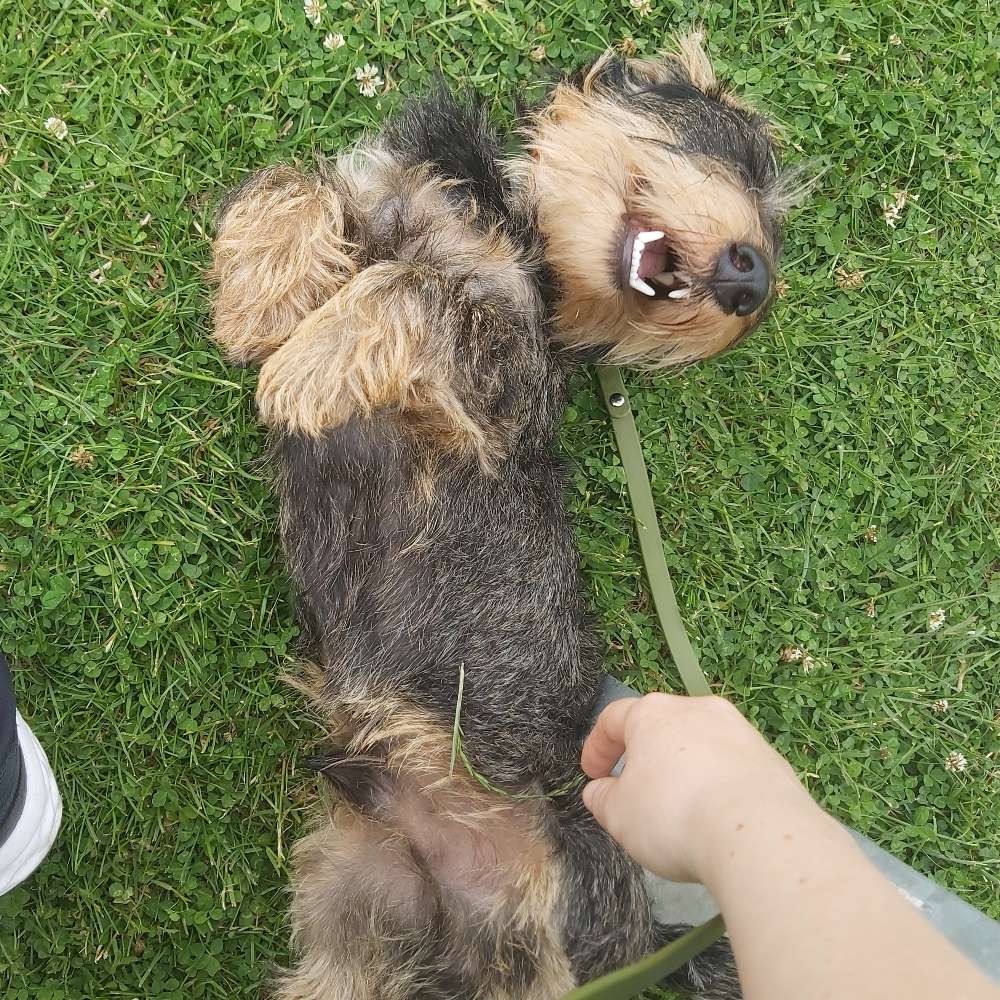 Hundetreffen-Junghundetraining-Profilbild