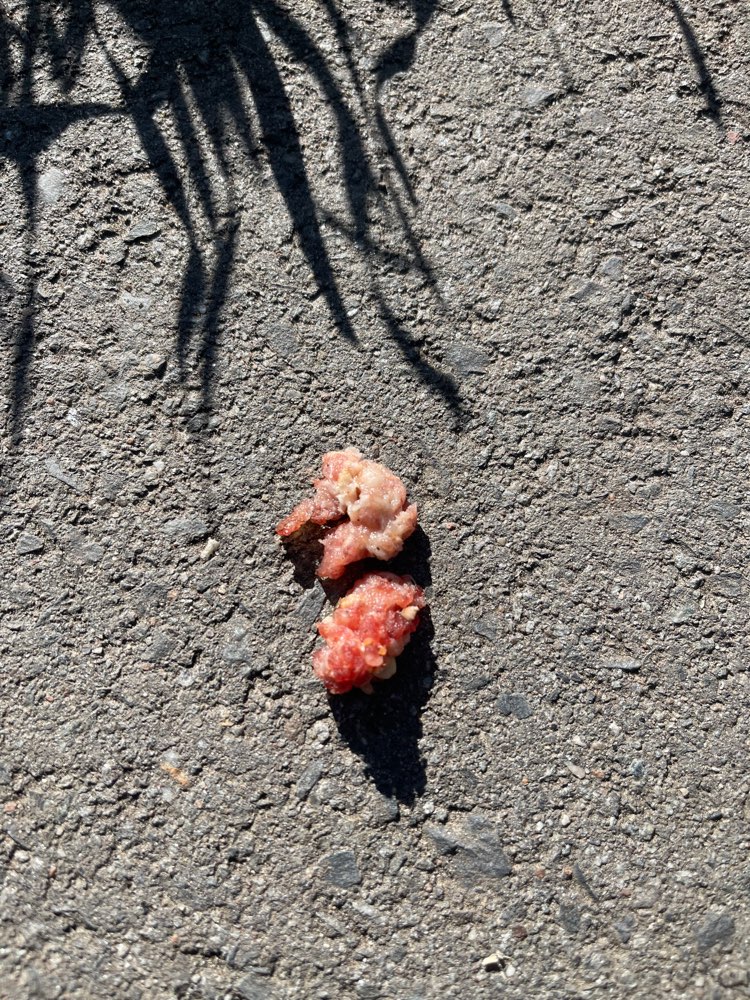 Giftköder-Vermutete Giftköder-Profilbild