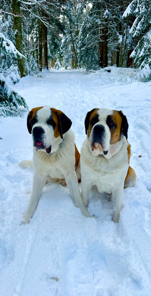 Hundetreffen-Spielrunde-Profilbild