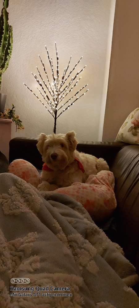 Hundetreffen-Treffen in Remscheid-Profilbild