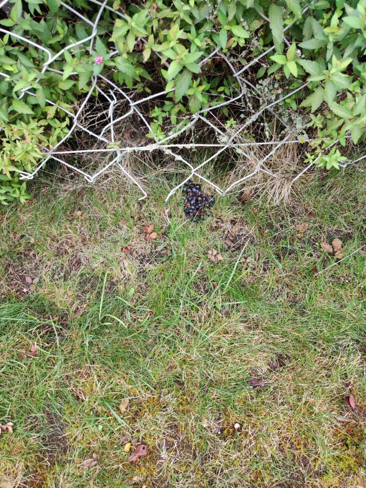 Giftköder-Giftköder-Profilbild