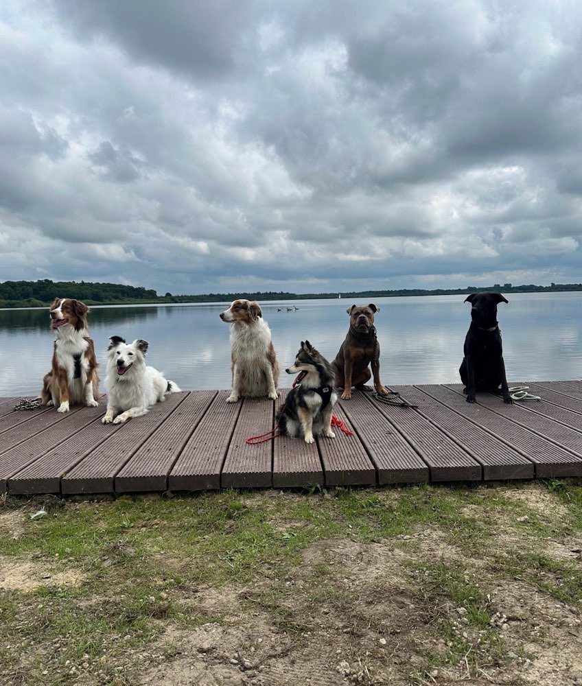 Hundetreffen-Social Walk Gruppe (Umkreis Cuxhaven)-Profilbild