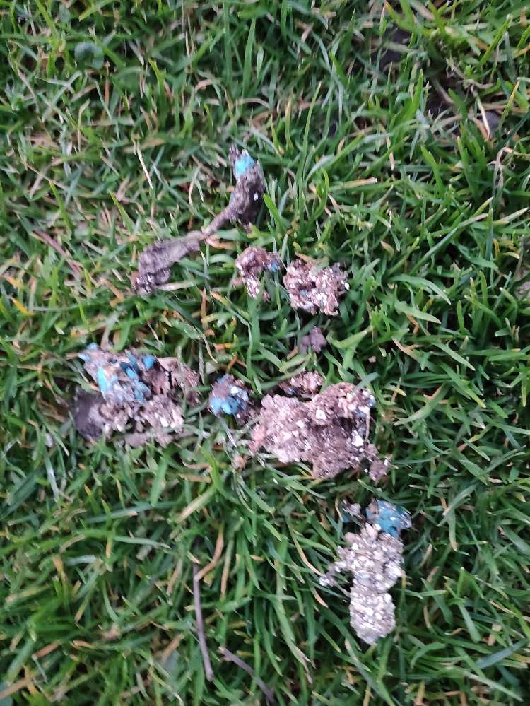 Giftköder-Möglicher Giftköder-Profilbild