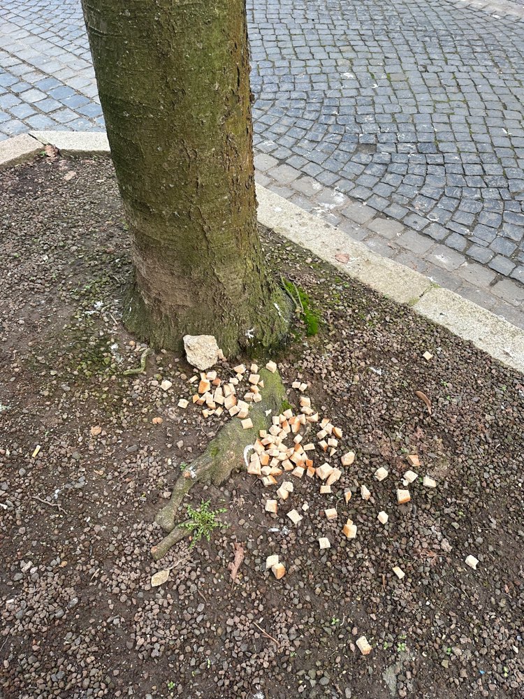 Giftköder-Brotstücke-Profilbild