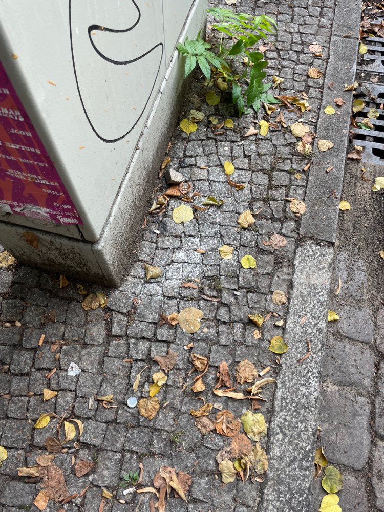 Giftköder-Gift-Profilbild