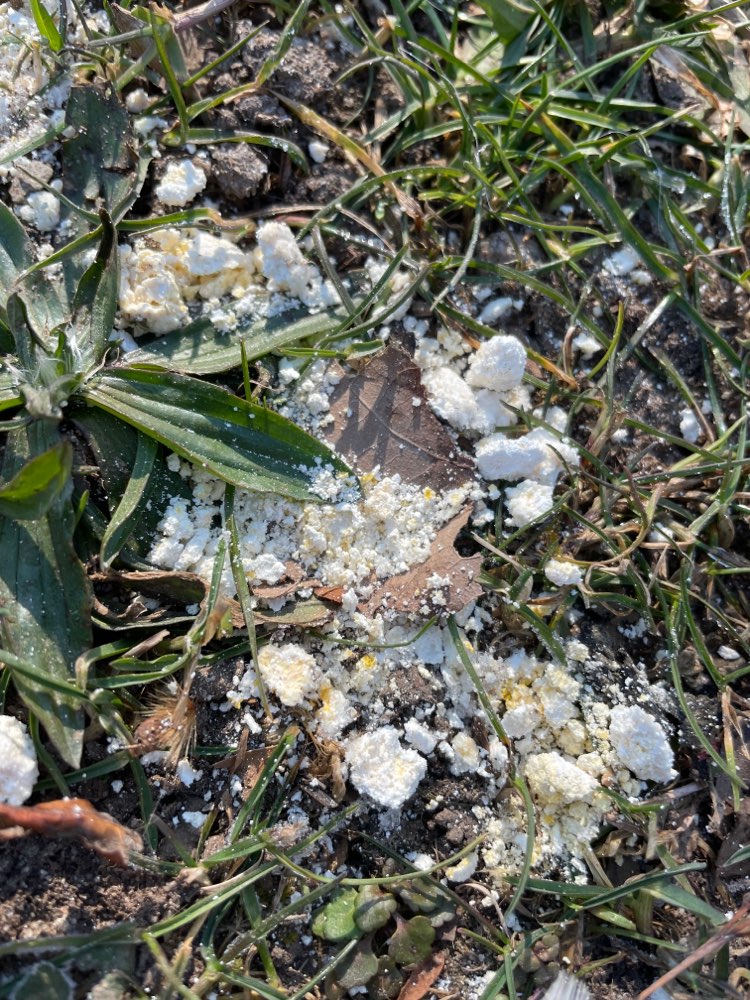 Giftköder-Weißes Pulver Unterer Schlossgarten-Profilbild