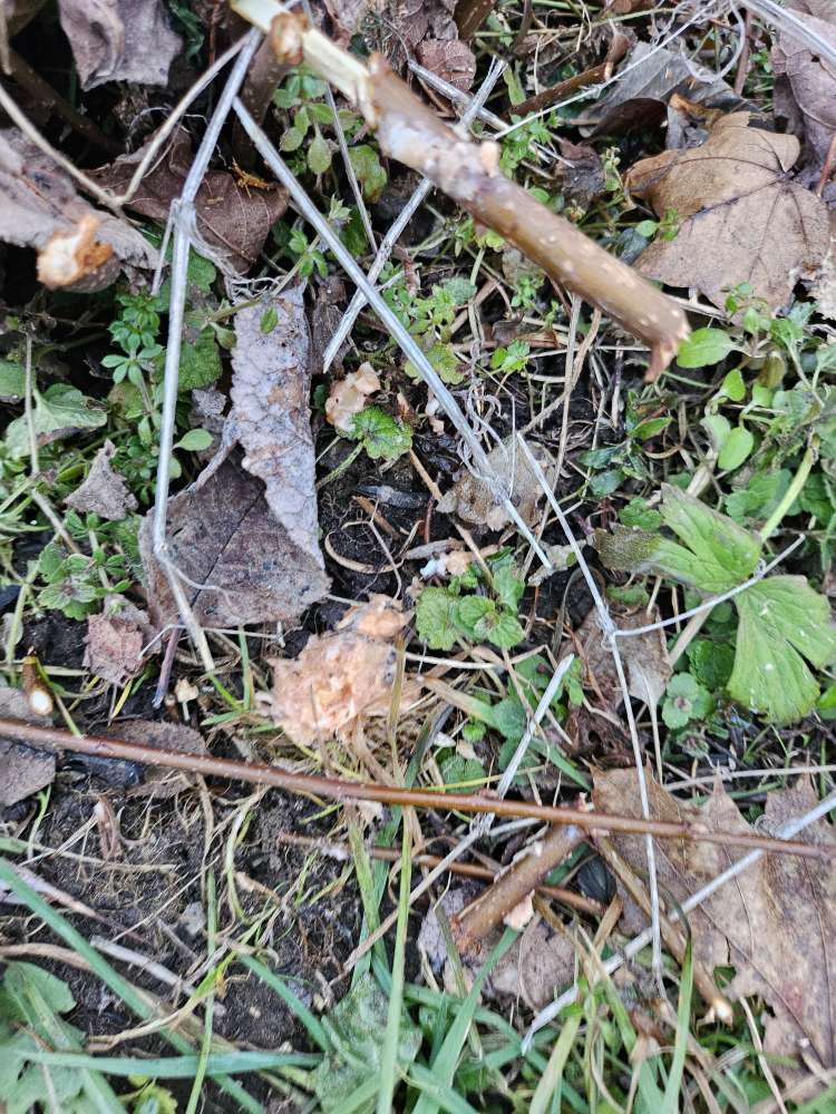 Giftköder-Giftköder?-Profilbild