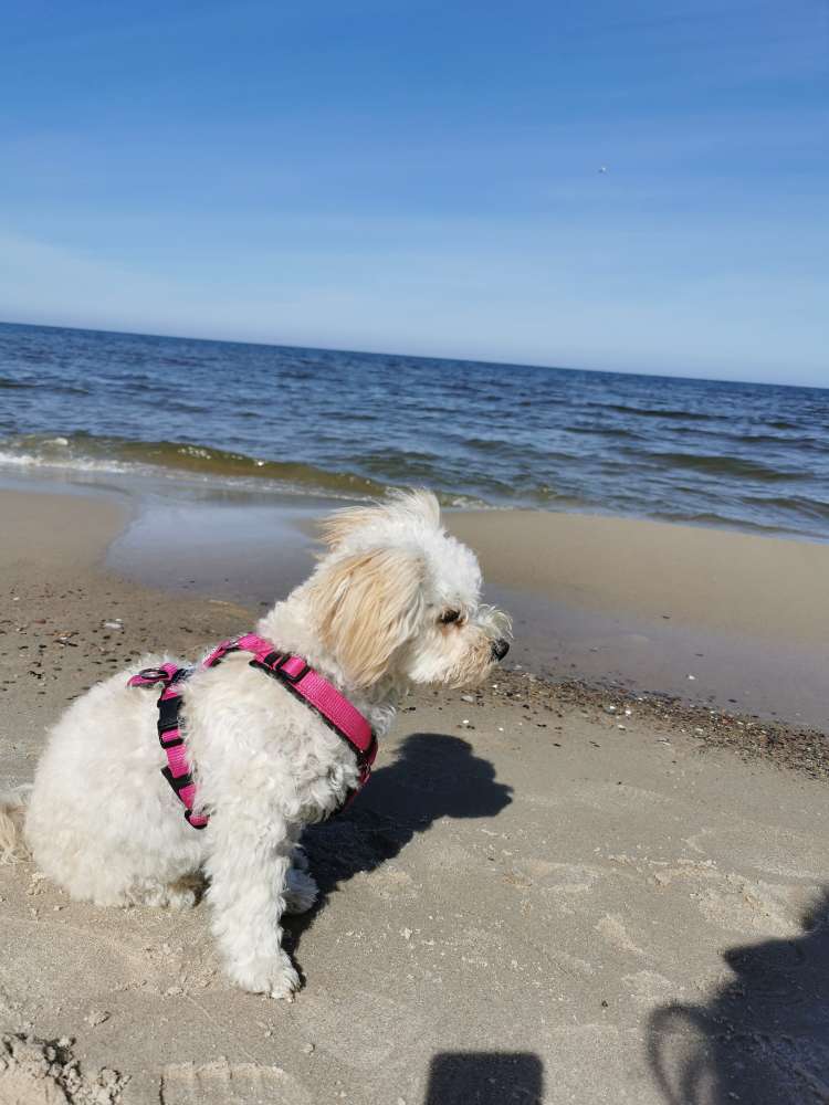 Hundetreffen-Entspannter Trainingspartner gesucht: Gewöhnung an größeren Hund-Profilbild