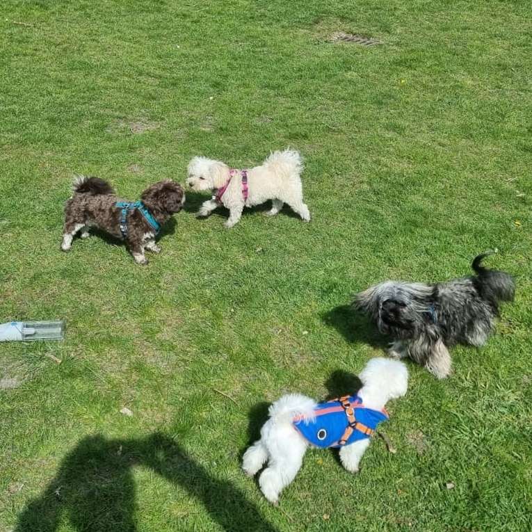 Hundetreffen-Regelmäßiges Spieltreffen für kleinere Hunderassen-Profilbild