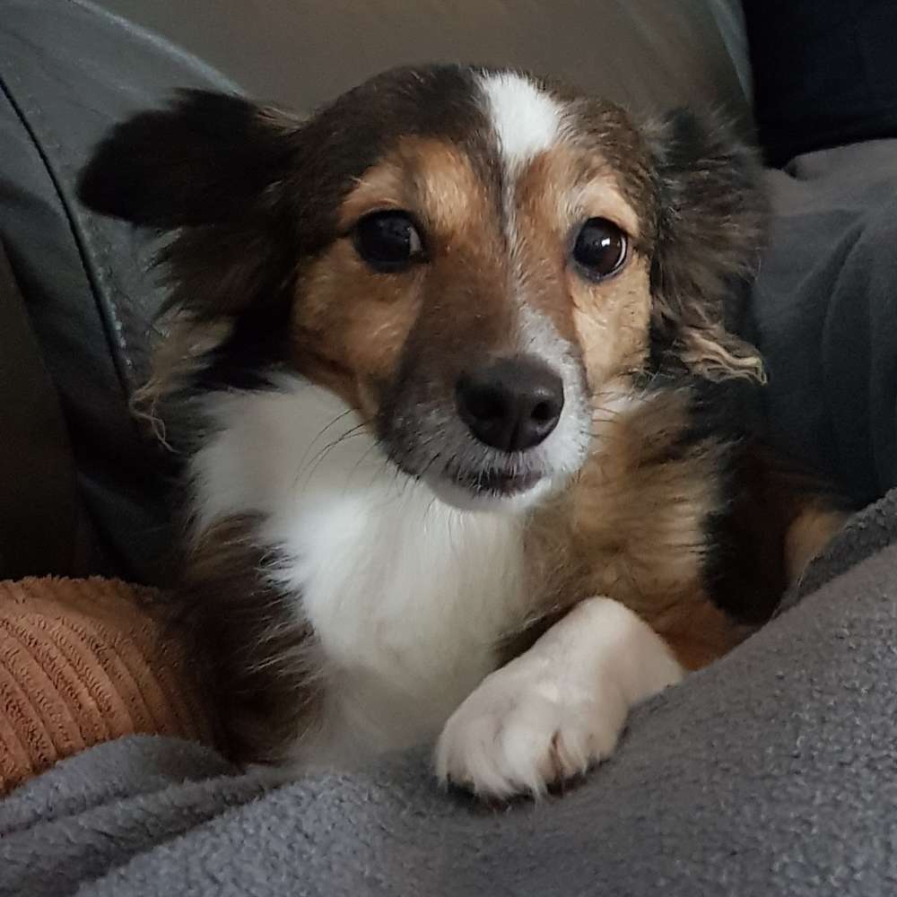 Hundetreffen-Wandern mit Hund-Profilbild