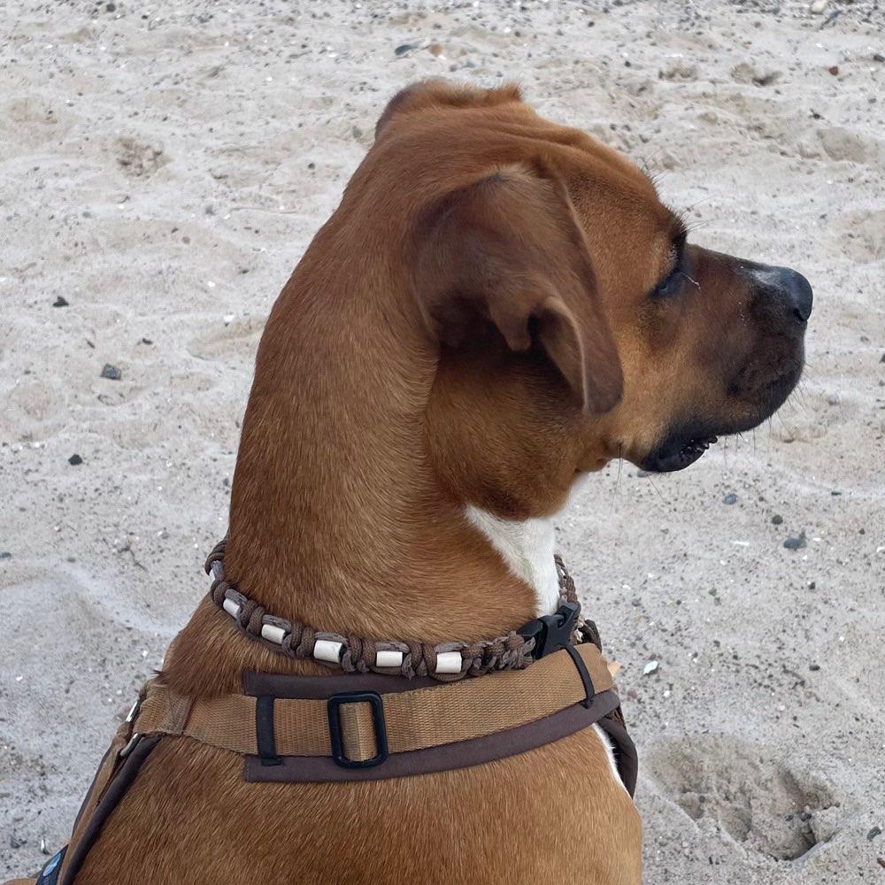 Hundetreffen-Hundetreffen-Profilbild