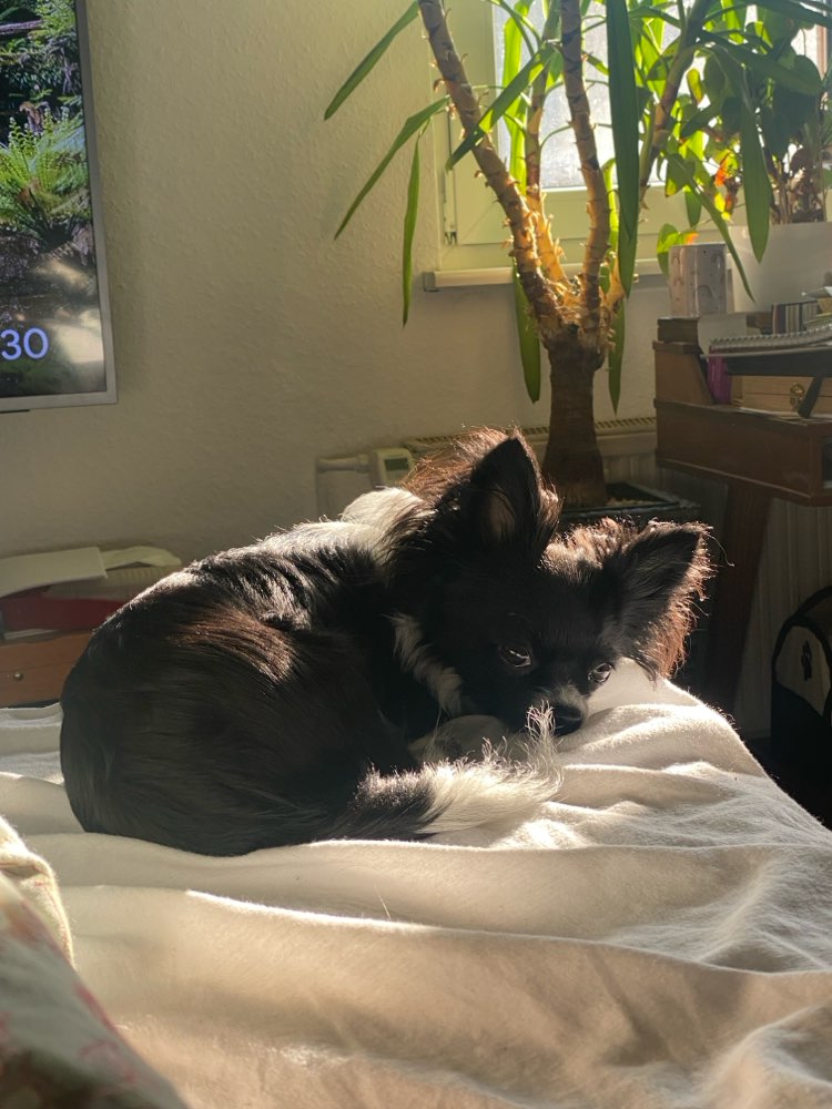 Hundetreffen-Mini-Hundefreunde gesucht (bis 5kg)-Profilbild