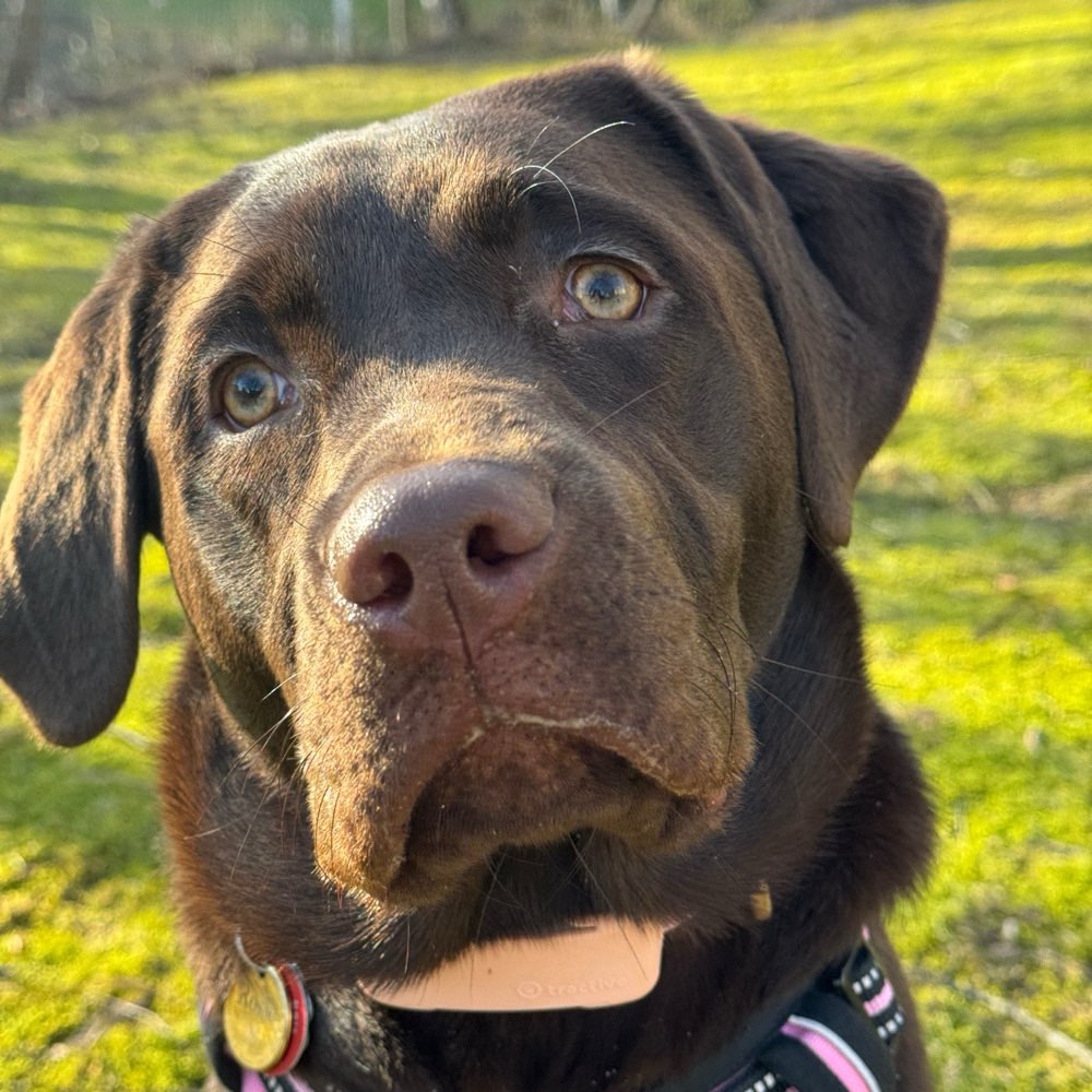 Hundetreffen-Spielen/gassi/kennenlernen-Profilbild