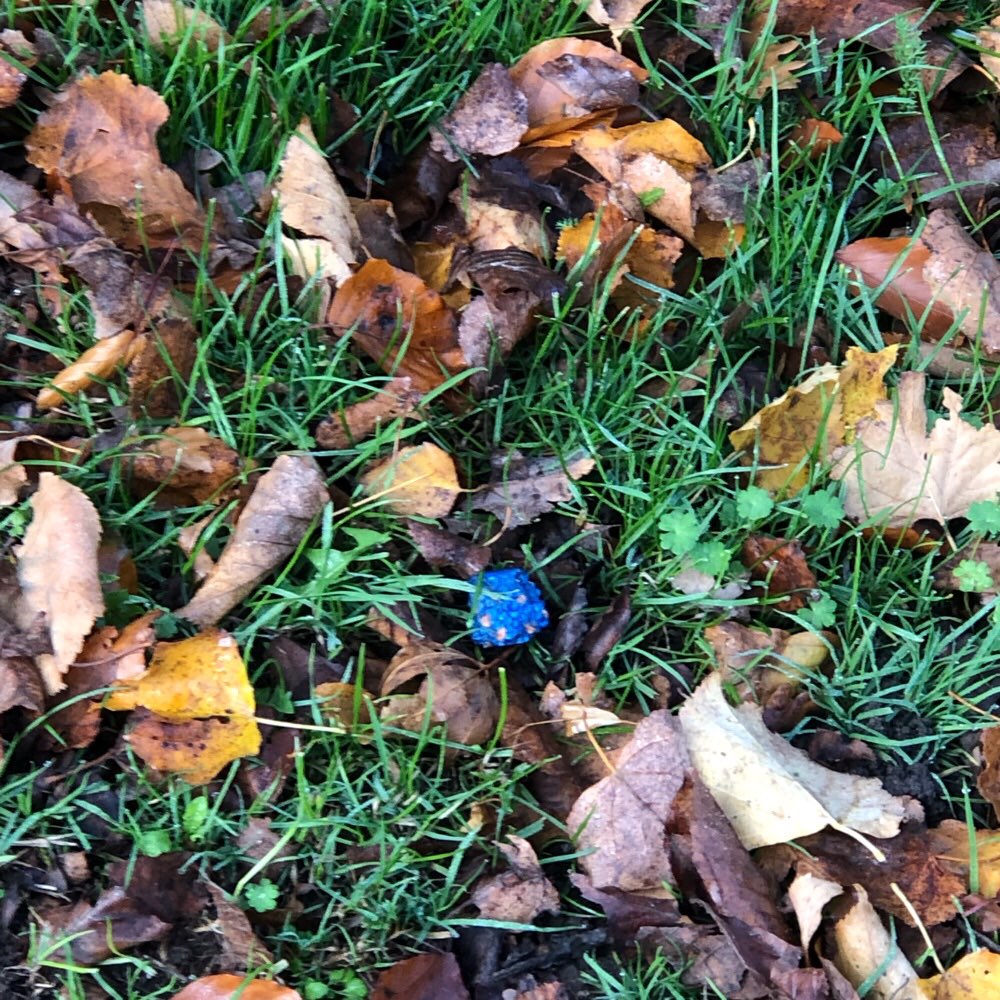 Giftköder-Evtl Giftköder im Gras am roten Weg-Profilbild