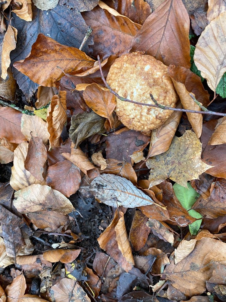 Giftköder-Vermutlich Giftköder-Profilbild