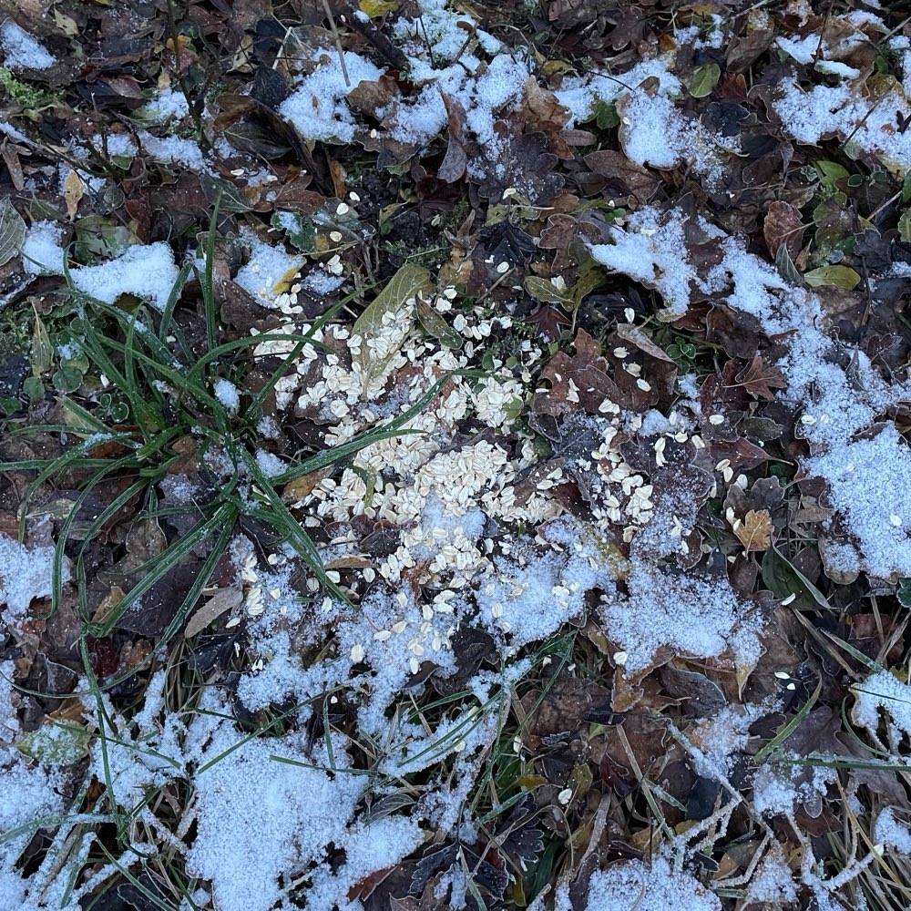 Giftköder-Häufchen aus Haferflocken-Profilbild