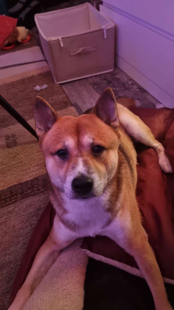 Hundetreffen-Social Walk-Profilbild