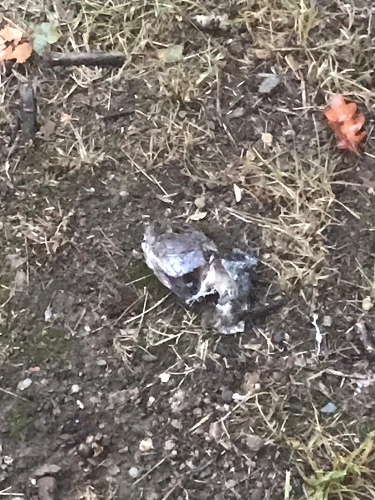 Giftköder-Möglicher Giftköder!-Profilbild