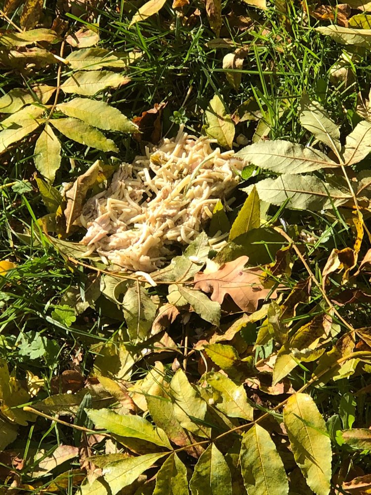 Giftköder-Möglicherweise "Giftköder"-Profilbild