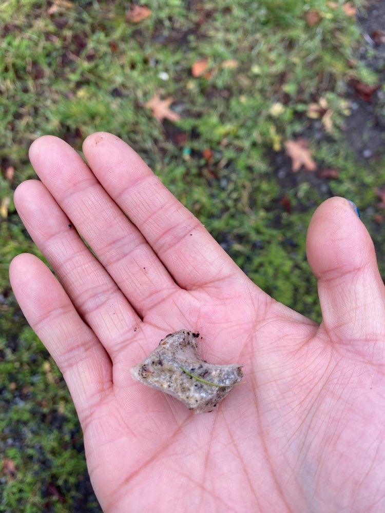 Giftköder-Knochen auf Höhe 9a Feldzeugmeisterweg-Profilbild