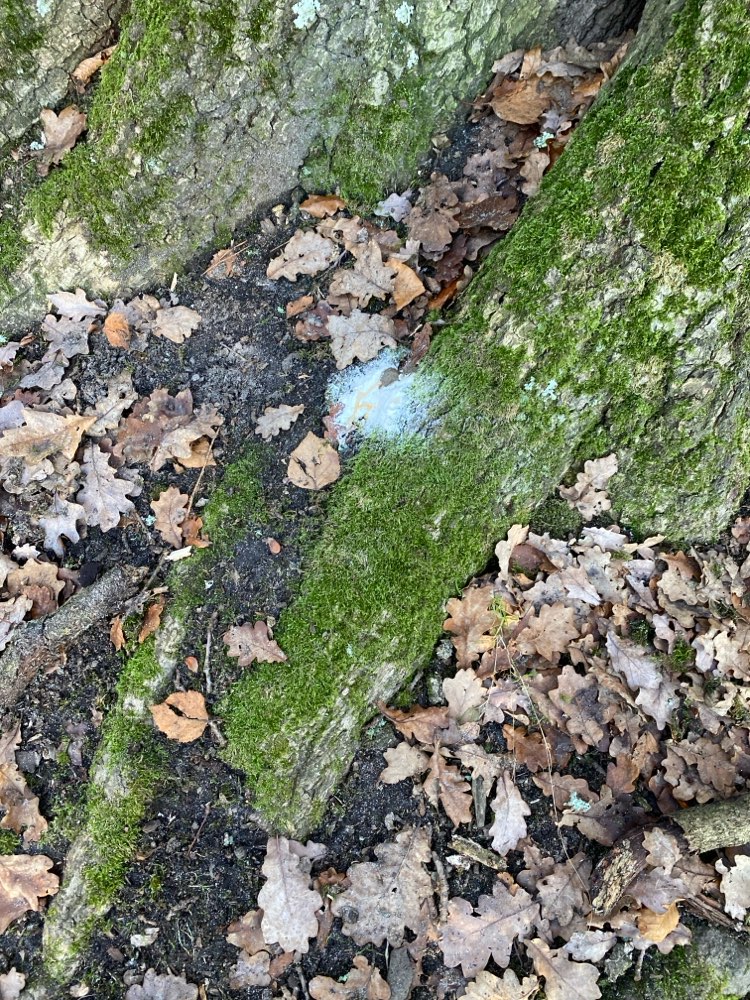 Giftköder-Weißes Pulver im Wald an diversen Bäumen-Profilbild