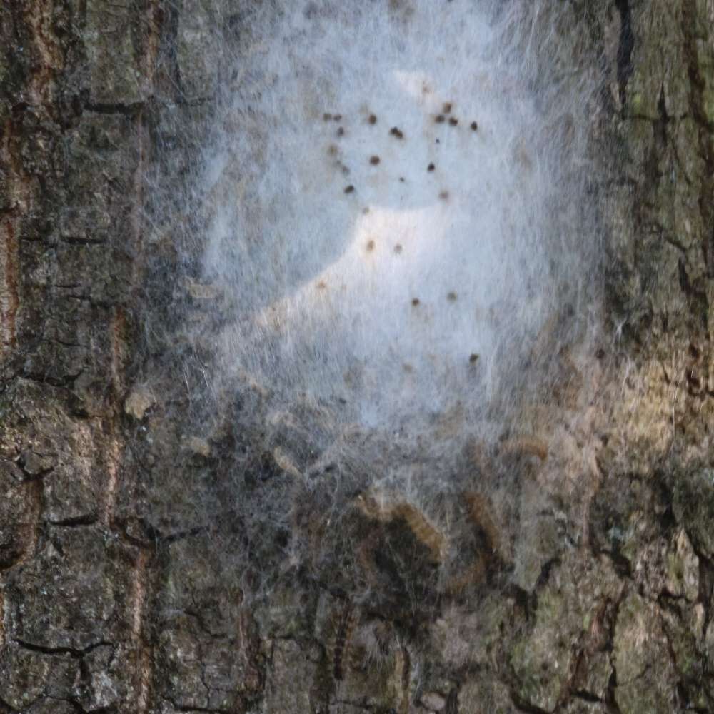 Giftköder-Eichenprozessionsspinner Nest-Profilbild