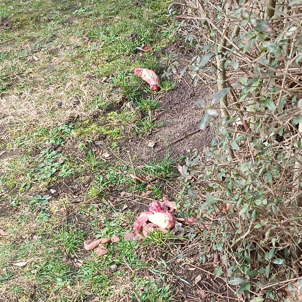 Giftköder-Fleisch mit Pulver-Profilbild