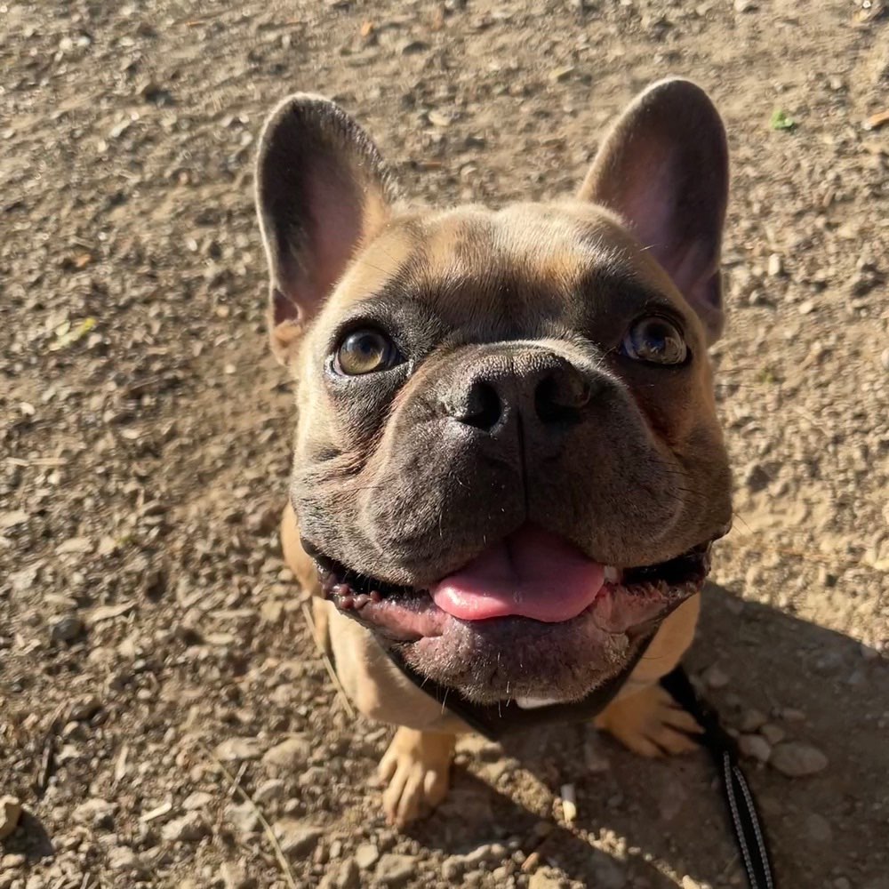 Hundetreffen-Gassi-Buddy gesucht!-Profilbild