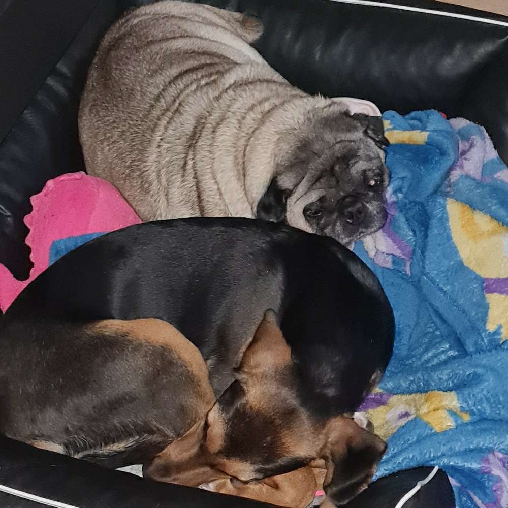 Hundetreffen-Welben treffen in Hanau-Profilbild