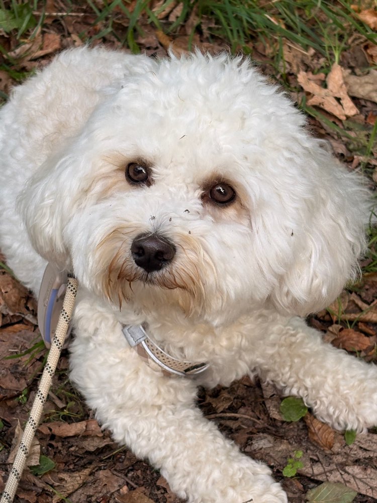 Hundetreffen-Spielrunde-Profilbild