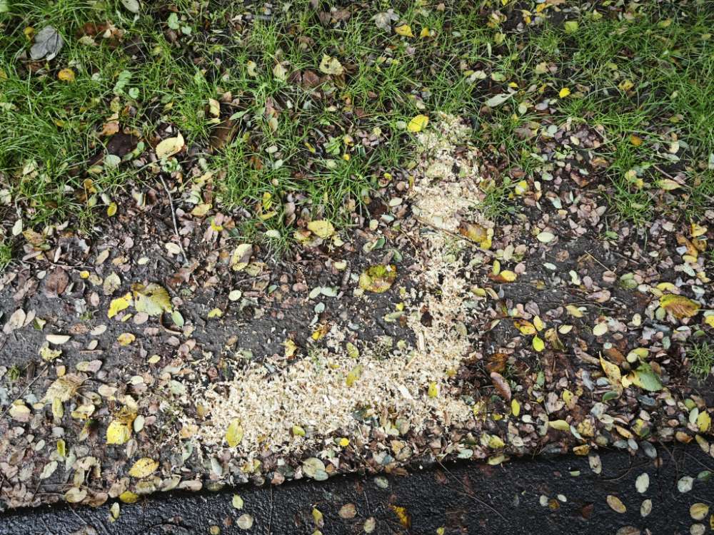 Giftköder-Giftköder?-Profilbild