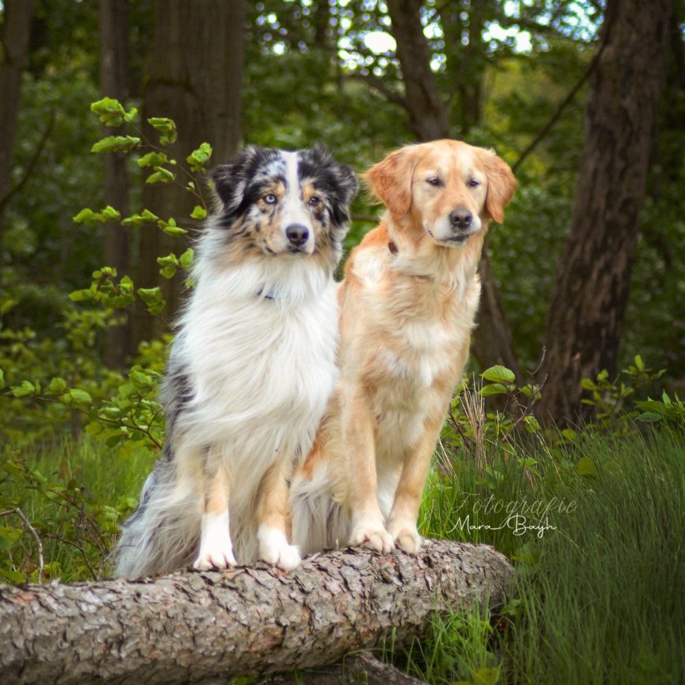 Hundetreffen-Gassirunde / Social Walk /Gemeinsames Training-Profilbild