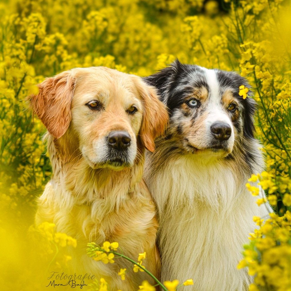 Hundetreffen-Gassirunde / Social Walk /Gemeinsames Training-Profilbild