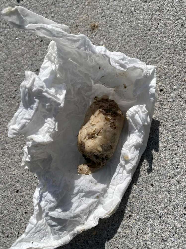 Giftköder-Wurststück, evtl Giftköder-Profilbild