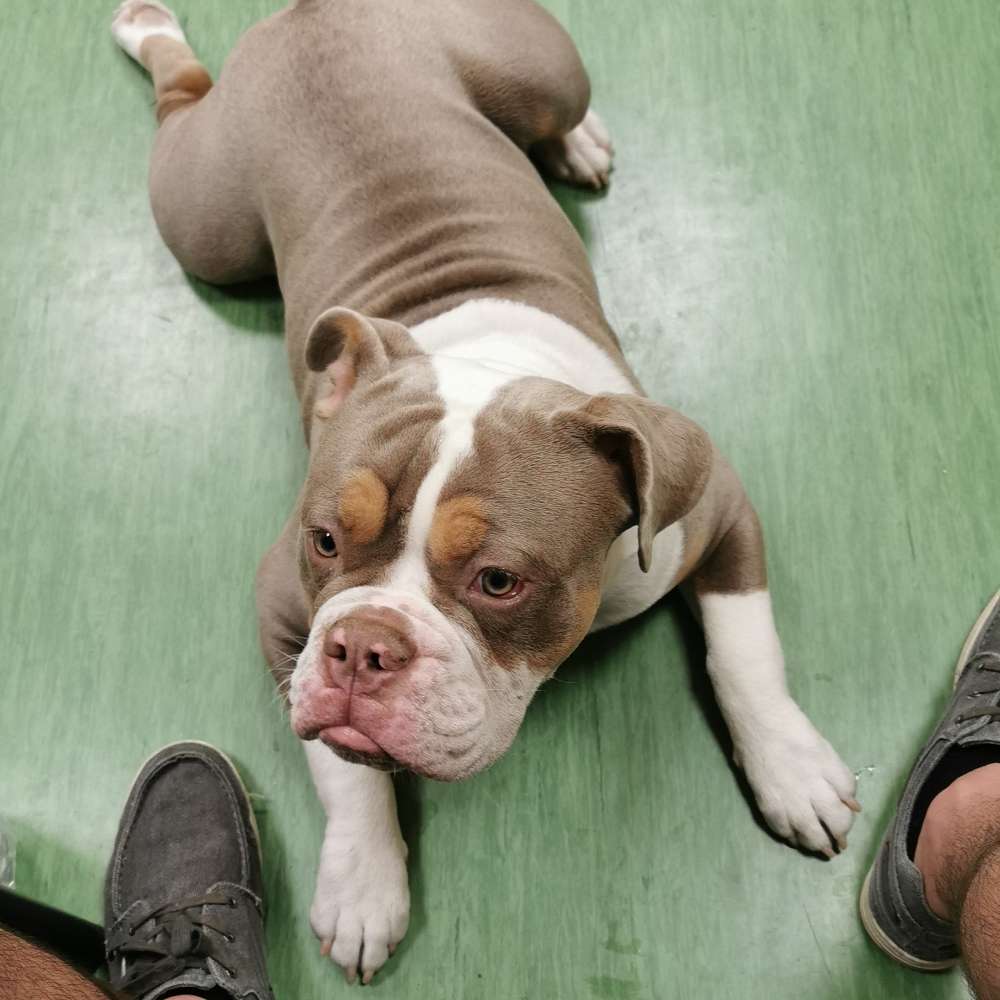 Hundetreffen-Hundetreffen-Profilbild