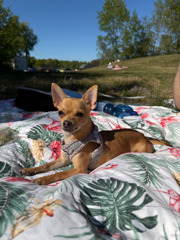 Hundetreffen-Spielrunde und Sozialisierung gesucht-Profilbild