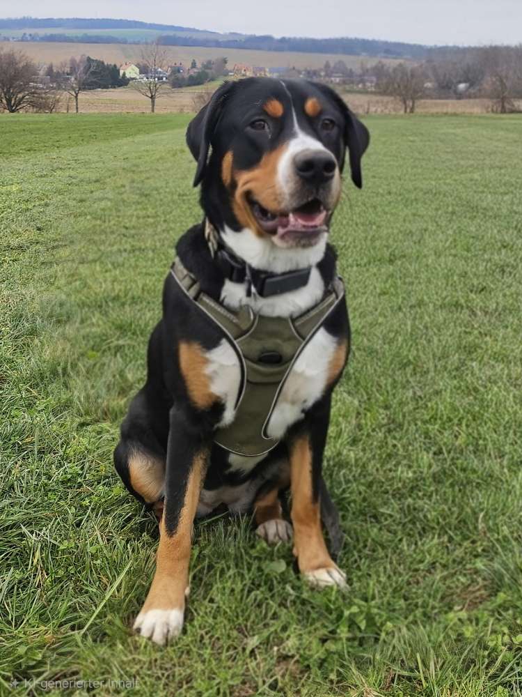 Hundetreffen-Spieletreffen + Training-Profilbild