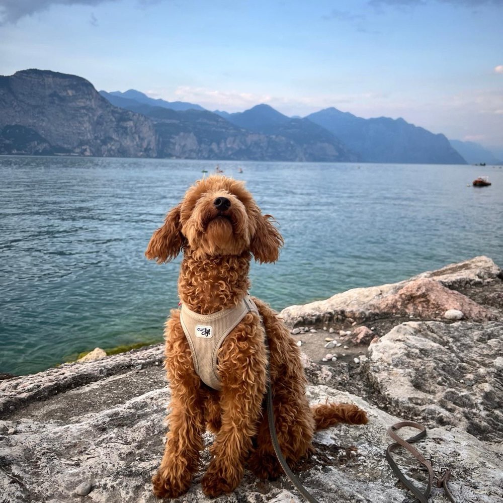 Hundetreffen-Spielgefährten / gemeinsame Gassirunde-Profilbild