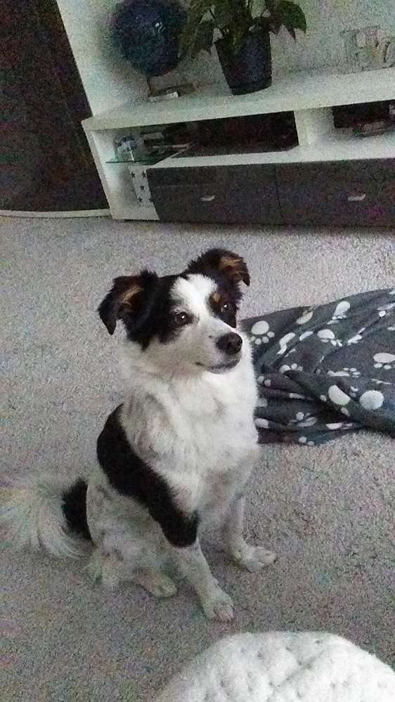 Giftköder-Giftköder-Profilbild