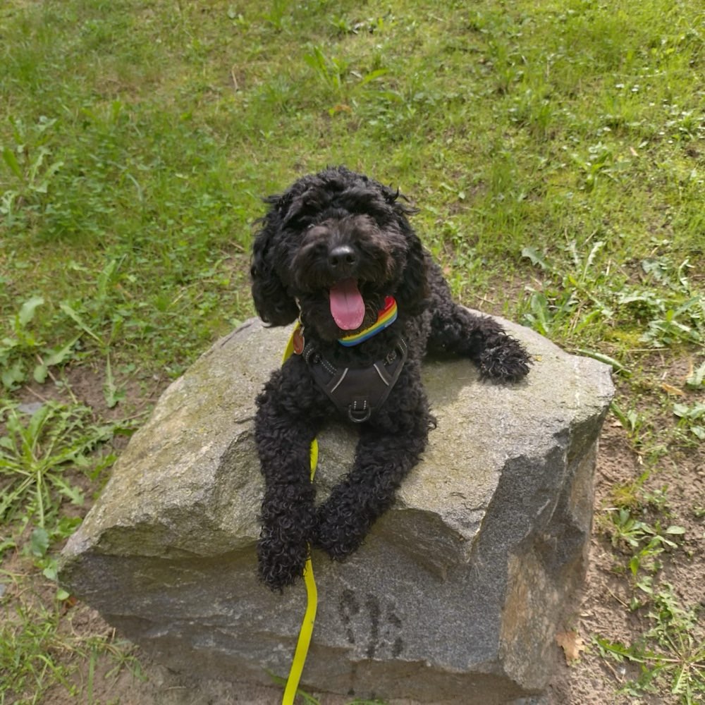 Hundetreffen-Social Walk/ gemeinsames Training-Profilbild
