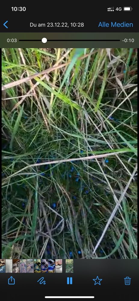 Giftköder-Gift / Giftköder-Profilbild