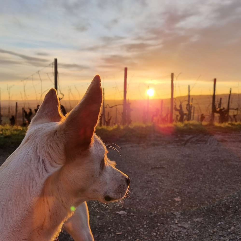 Hundetreffen-Spieltreffen & Gassi-Profilbild