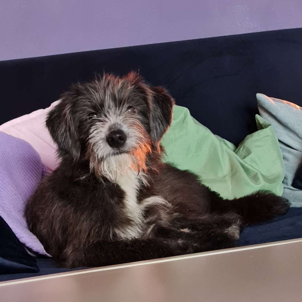 Hundetreffen-Hündinnen spieltreffen friedrichshain-Profilbild