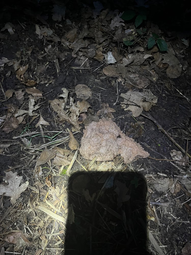 Giftköder-Fall geschlossen: scheinbar kein Gift-Profilbild