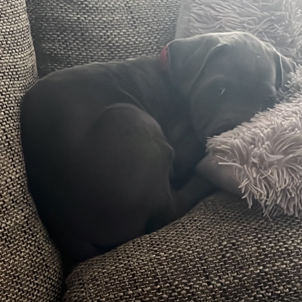 Hundetreffen-Spielkameraden gesucht-Profilbild