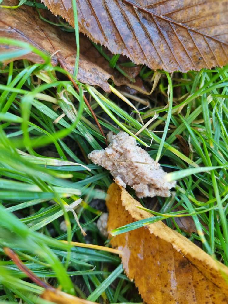 Giftköder-Erbrochenes oder Köder-Profilbild