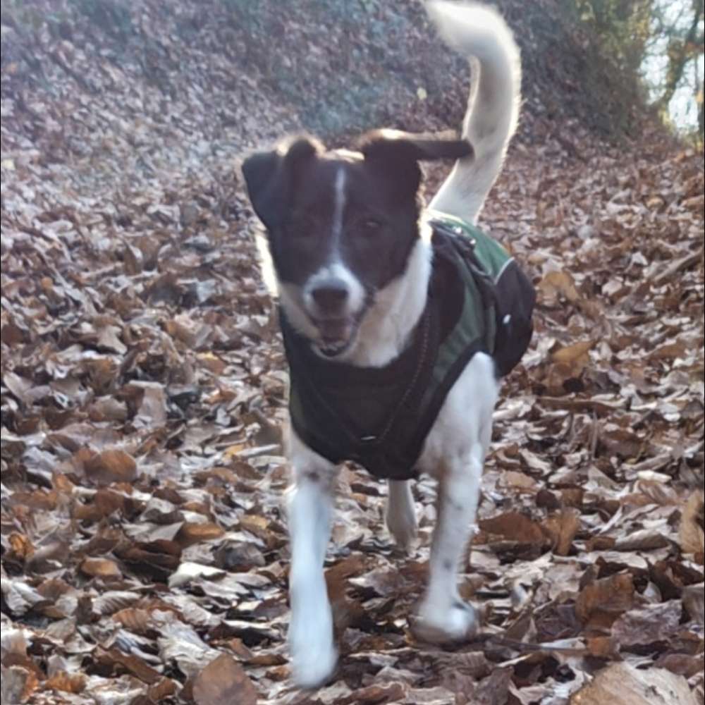 Hundetreffen-Gassi-Runde-Profilbild