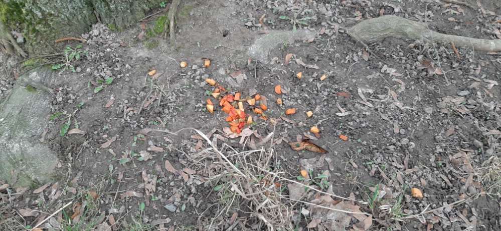 Giftköder-Eventueller Giftköder-Profilbild