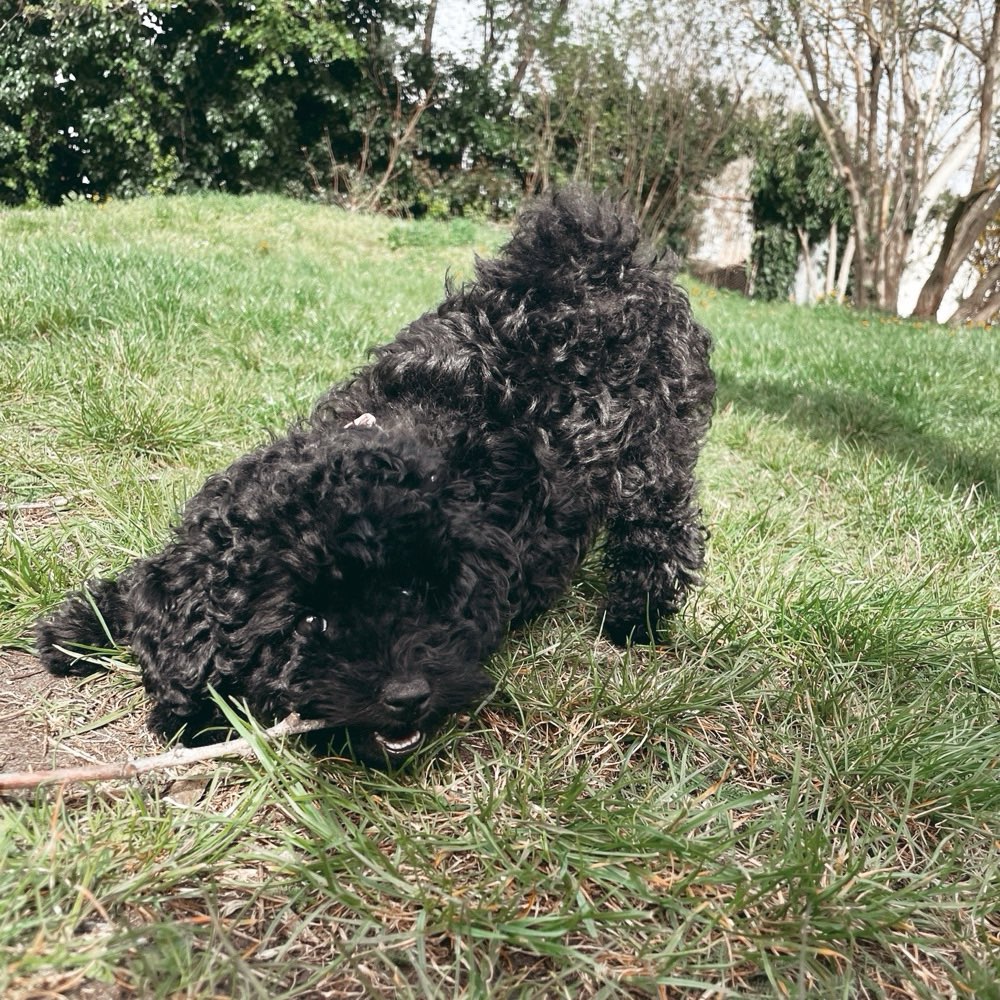 Hundetreffen-Welpentreff Mödling und Umgebung-Profilbild